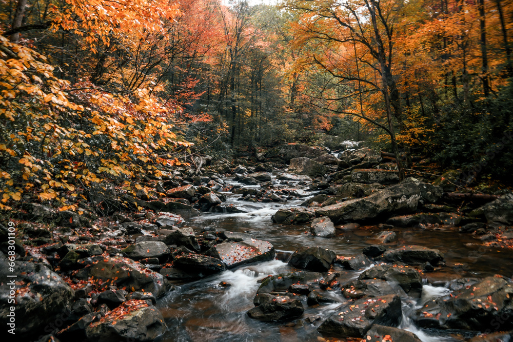 stream in forest stream in forest