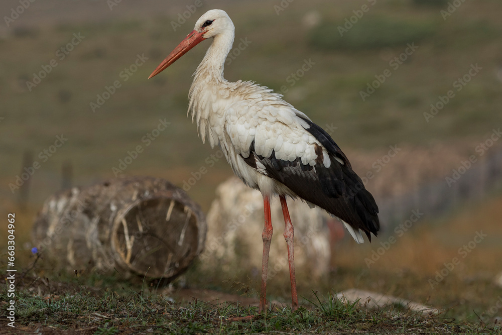 Fototapeta premium stork