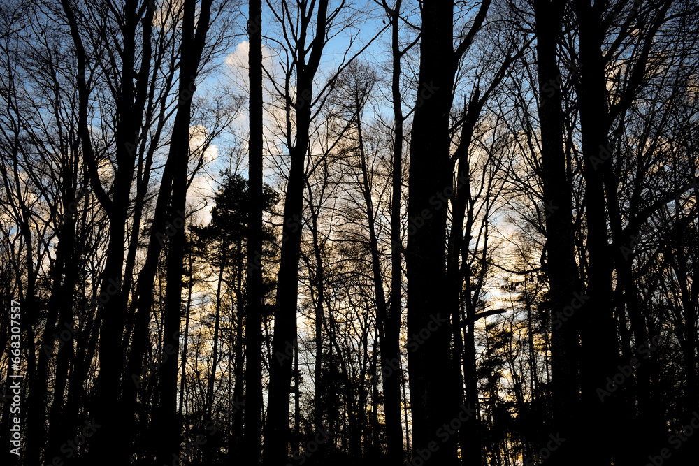 Obraz premium sunset in the forest