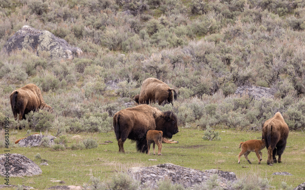 Bison Cow and Calf in Yellowstone National Park in Springtime Bison Cow and Calf in Yellowstone National Park in Springtime