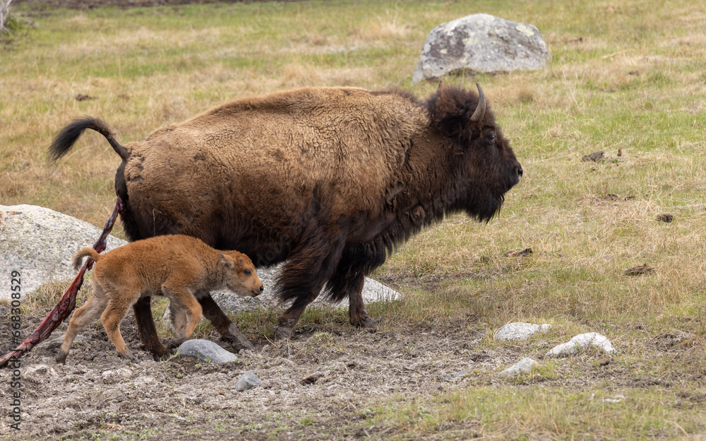 Bison Cow and Calf in Yellowstone National Park in Springtime Bison Cow and Calf in Yellowstone National Park in Springtime