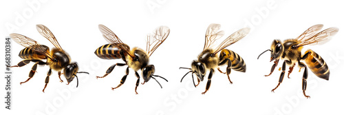 Set of a natural bee is flying isolated on a transparent or white background photo