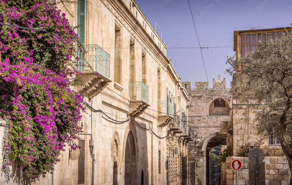 Fototapeta premium The beautiful purple flowers on the wall of Saint Anne Orthodox Monastery (birthplace of Virgin Mary) close to Lion's gate in the old town of Jerusalem, Israel. 