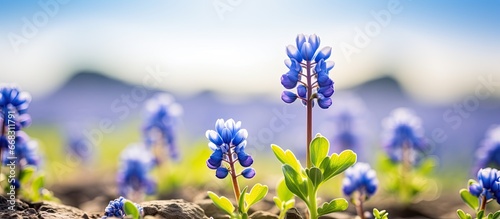 Texas field with blue bonnet flower photo