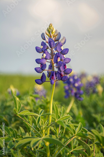 texas blue bonnet flower in field