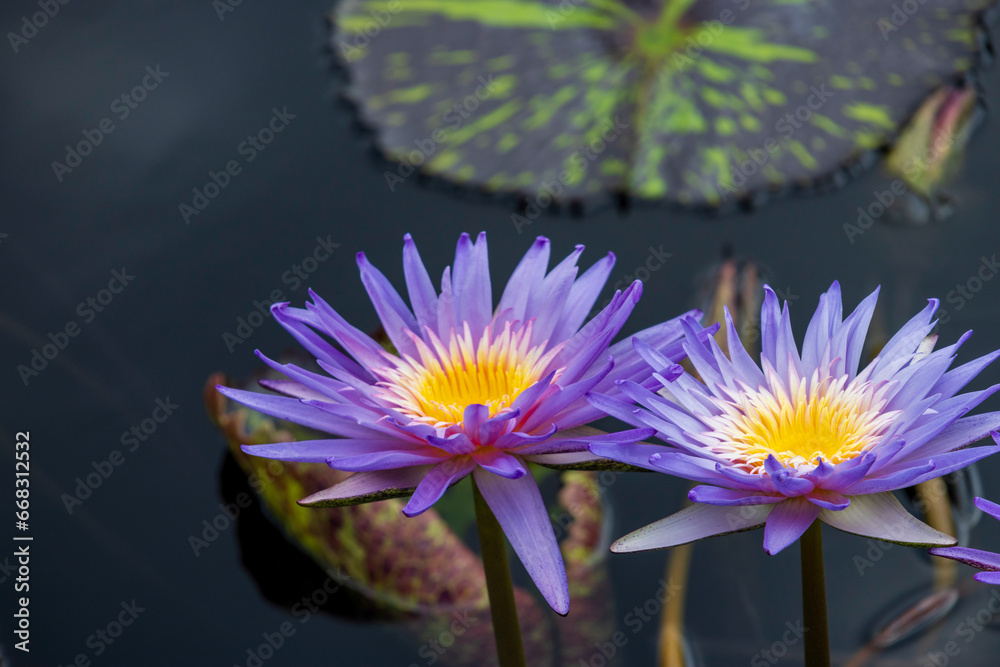 beautiful purple and yellow water lilies in a pond with lush green lily pads  at New Orleans Botanical Garden in New Orleans Louisiana USA