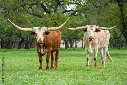 texas longhorn bulls in a field
