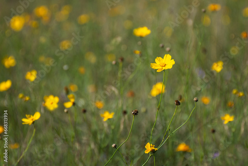 yellow wildflowers in the field