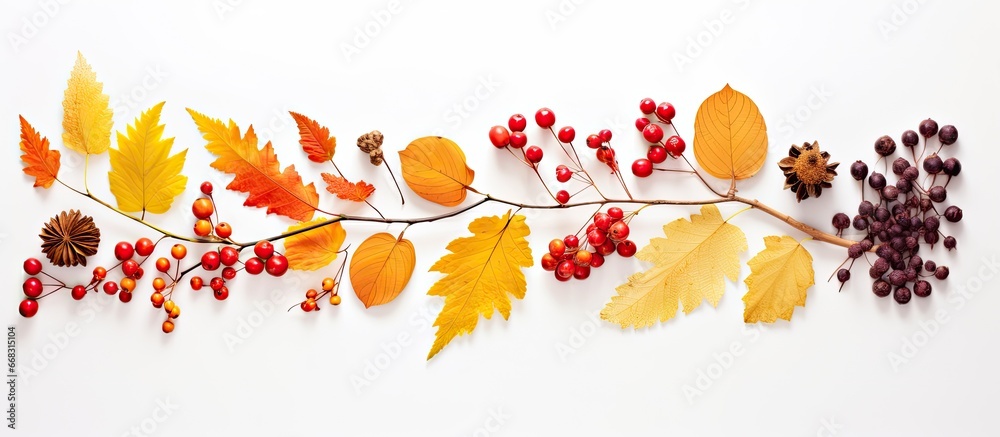 Fall themed arrangement with dried leaves flowers and rowan berries on a white background Depicts autumn Thanksgiving and can be viewed from above