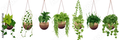 Collection of hanging various ivy plants on transparent background