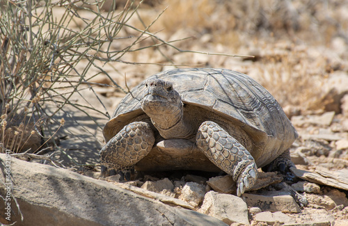 tortoise seeking shade in the desert