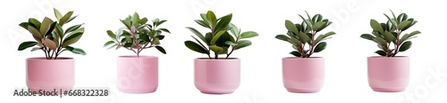 Collection of indoor decorative house plants in pink pots, isolated on a transparent background. PNG cutout or clipping path. photo
