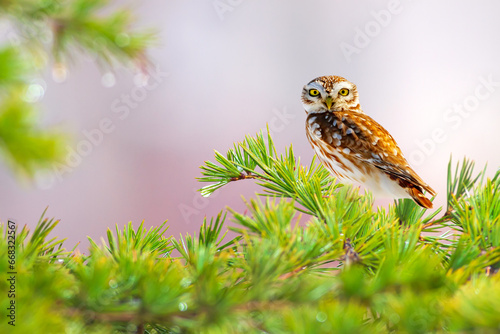 Fotografie An owl photographed just after the rain