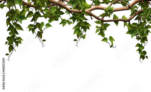Jungle vine hanging ivy plant bush frame or border with copy space for text isolated on a transparent background. PNG cutout or clipping path.