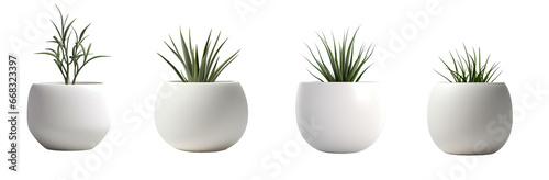 Collection of green grass (agave) in a huge white vase isolated on a transparent background. PNG cutout or clipping path.