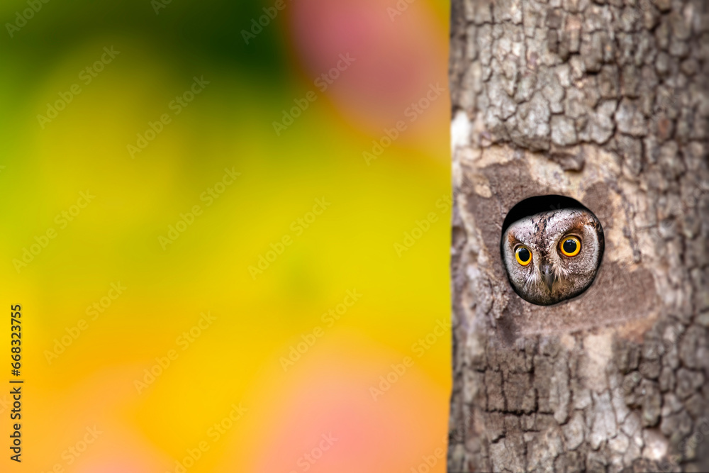 Scops owl with impressive camouflage patterns. Bird: Eurasian Scops Owl. (Otus scops). Green nature background. Scops owl with impressive camouflage patterns. Bird: Eurasian Scops Owl. (Otus scops). Green nature background.