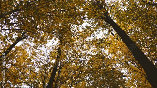 Beautiful yellow trees in the autumn forest