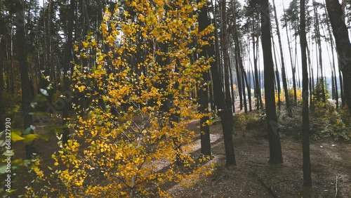 Birch among pine trees in the forest with beautiful autumn light of the sun