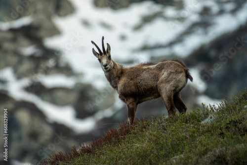 Obraz na płótnie Wild alpine chamois (male - Rupicapra rupicapra) standing in an alpine glade with snowy slopes in the background on a spring evening in the alps Mountains, Italy. Buck in the wild. w salonie