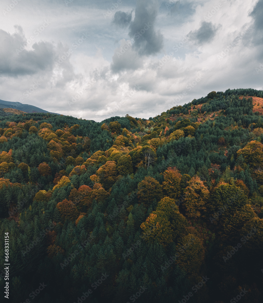 Drone vertical panorama of beautiful autumn trees and moody cloudy sky.