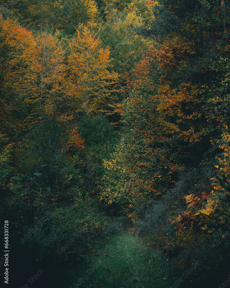 Grassy path into an autumnal trees scenery. Grassy path into an autumnal trees scenery.