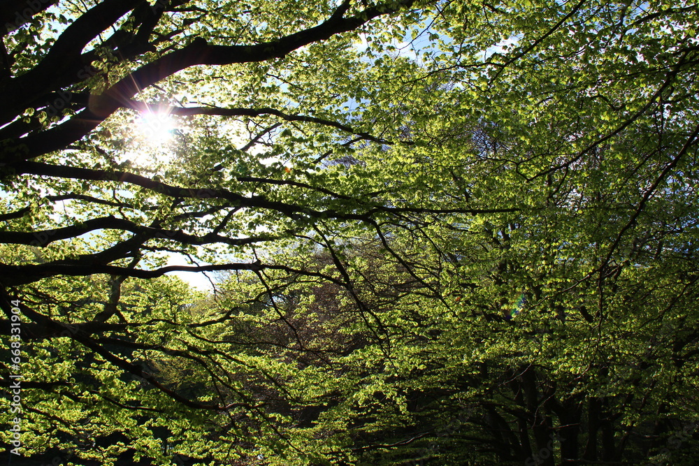 Obraz premium Nel bosco