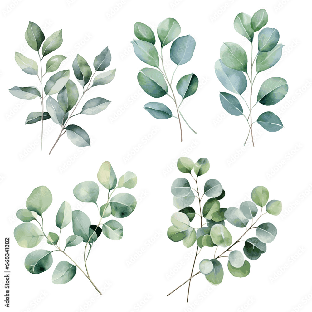 Watercolor green eucalyptus leaves and branches herb on white for greeting card decor set