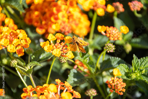 Milkweed/ Butterfly Bush photo