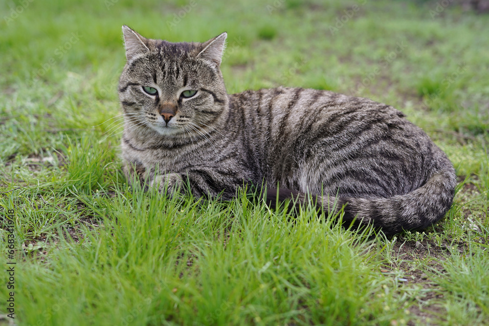 Stray gray cat on the background of green grass. Homeless animals.