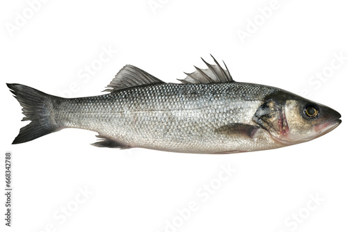 Sea bass live fish isolated on transparent background. labrax fish.  Carved fish object for design, decoration and advertising.