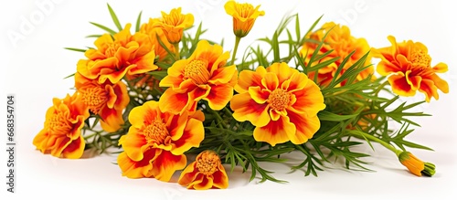 Tagetes is a type of plant in the Asteraceae family with annual or perennial characteristics