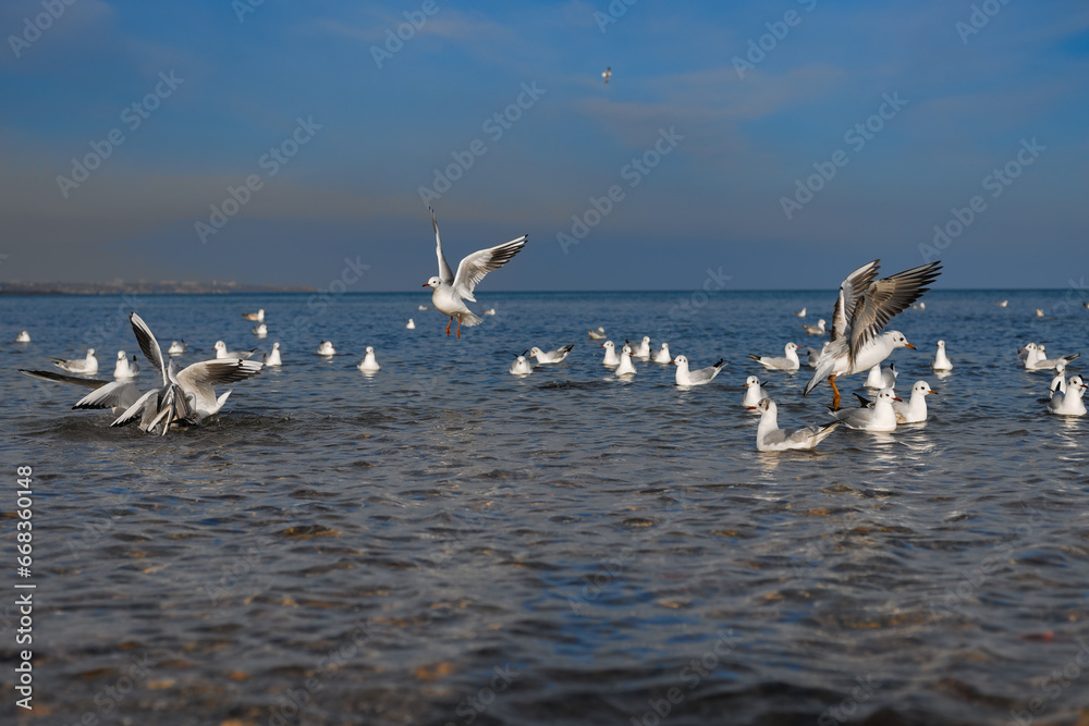 Seagulls rest on the water, take off, catch bread that is thrown to them
