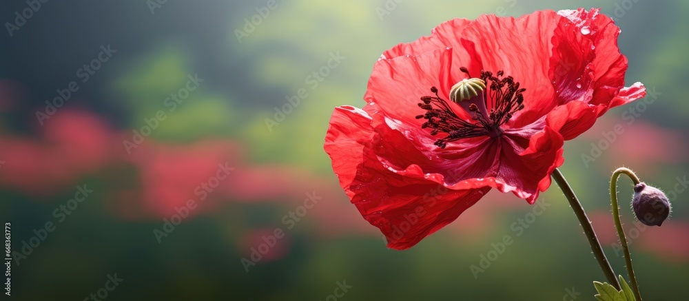 Close up image of opium poppy with blurred background - obrazy, fototapety, plakaty 