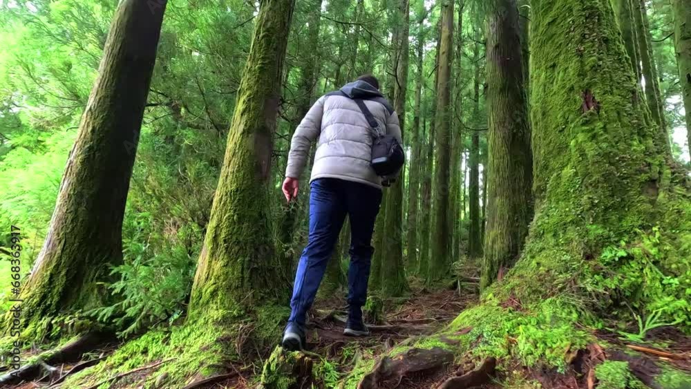 Photographer walking between the green trees surrounded of moss close to the lake 'Lagoa do Canário' in Azores, Portugal Photographer walking between the green trees surrounded of moss close to the lake 'Lagoa do Canário' in Azores, Portugal