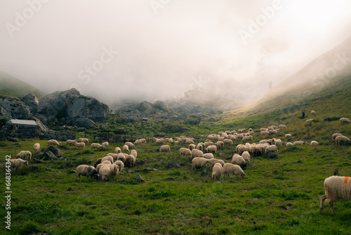 flock of sheep in the meadows of Pyrenees National Park, Pyrenees Atlantiques, France © IBRESTER