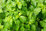 Tree Basil (Caraway Plant) in herb garden