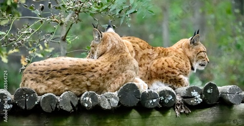 Lynx d'Europe photo