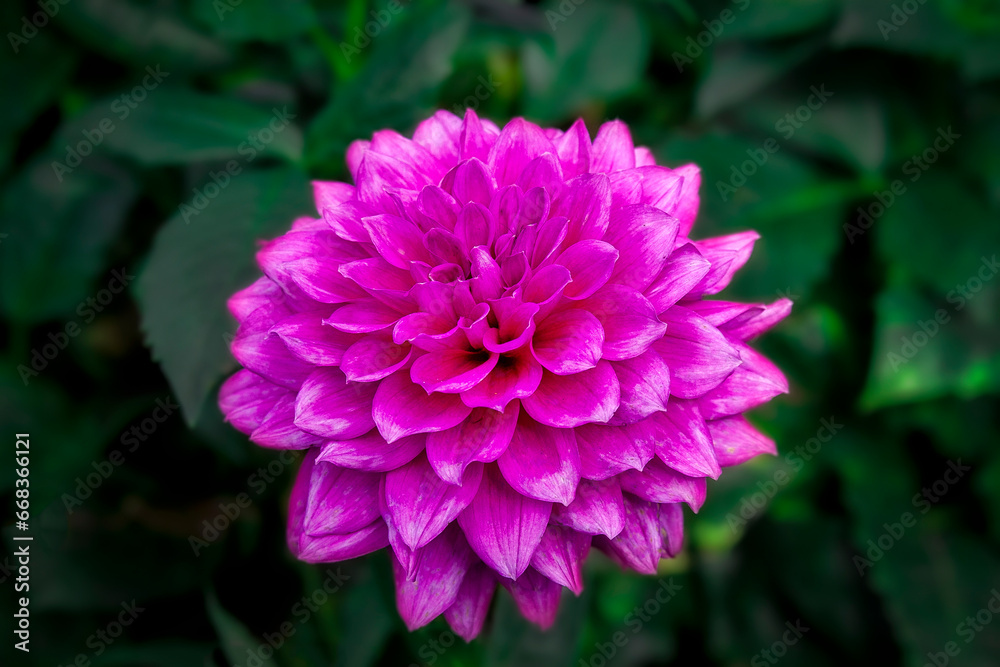 Blooming Pink Flower on a Soft Green Leafy Background