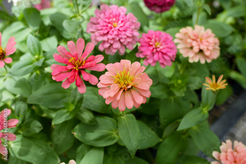 Colorful zinnia flowers blooming in the garden © Bowonpat