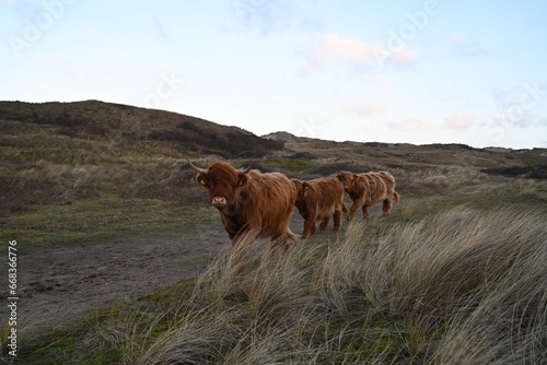 Scottish Highlander cows