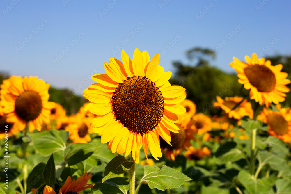 Sunflower field, Beautiful summer landscape. Sunflower field, Beautiful summer landscape.