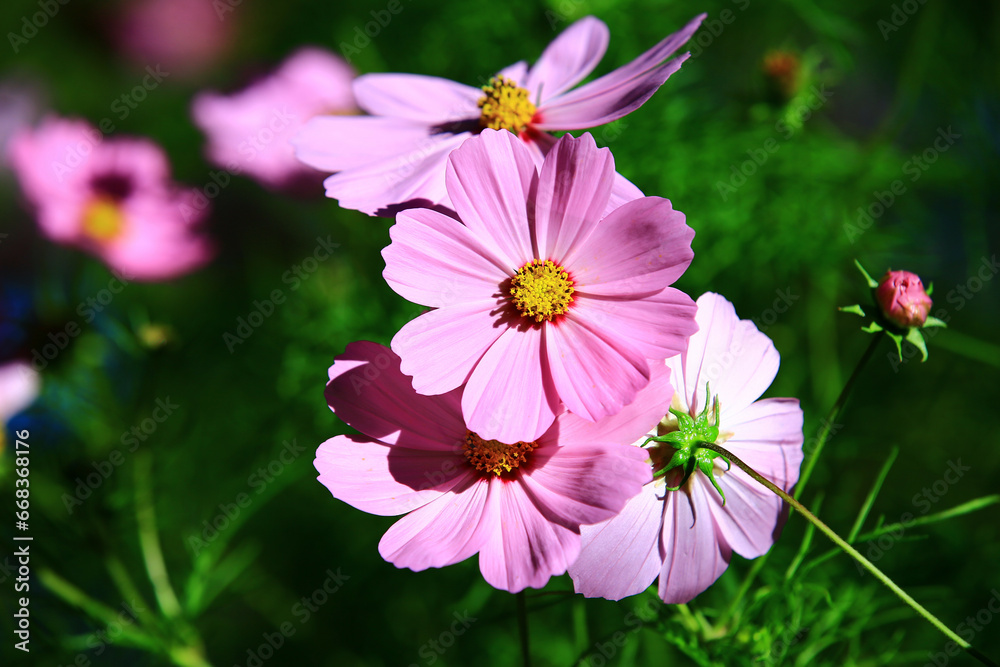 Cosmos bipinnatus or Garden cosmos or Mexican aster flowers blooming in the garden Cosmos bipinnatus or Garden cosmos or Mexican aster flowers blooming in the garden