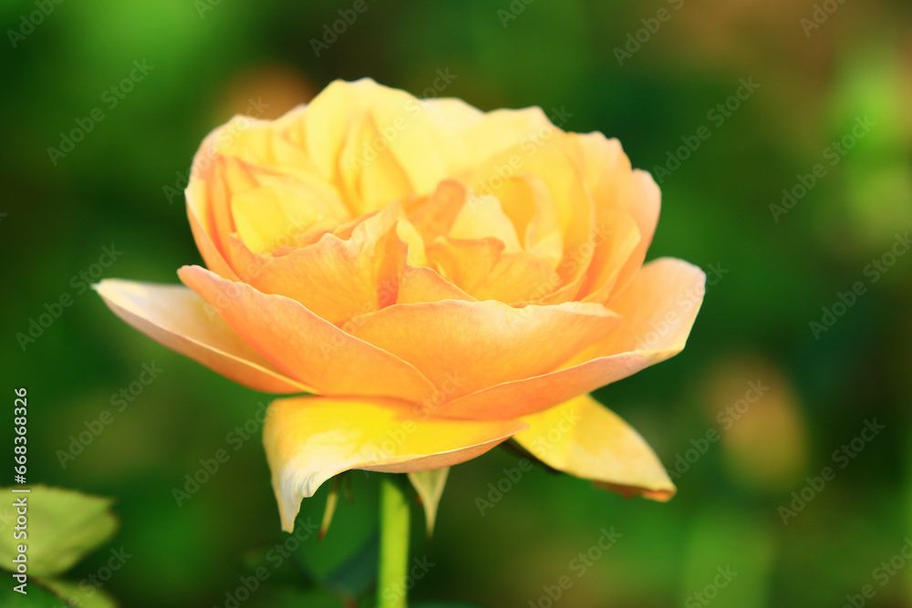 blooming yellow Rose with soft background blooming yellow Rose with soft background