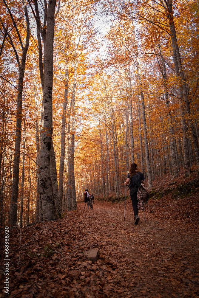 Autumn path adorned with golden leaves