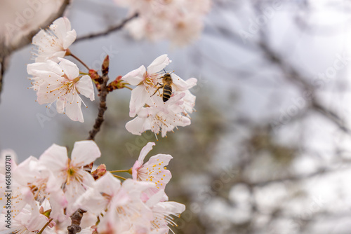 A bee visits pinky-white blooms.