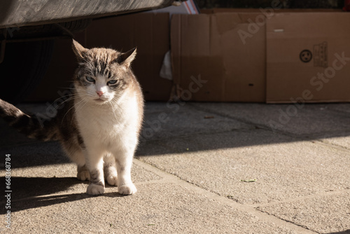 Beautiful stray cat roams freely