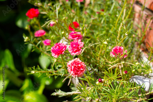 Portulaca grandiflora plant with flower in the garden