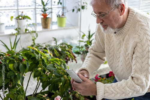 Mature senior with grey hairs makes a photo of poinsettia flowers with his smartphone mobile phone at home 