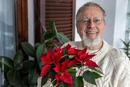 Mature senior with grey hairs and in wool sweater holding poinsettia flower at home
