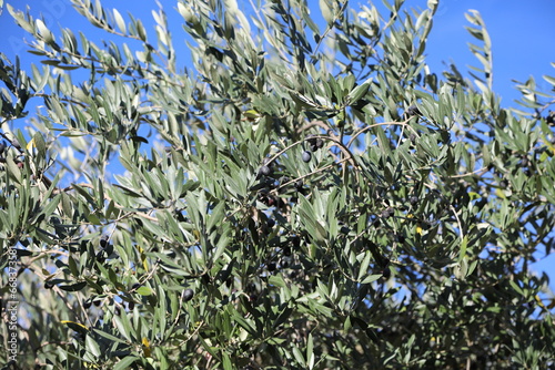 The olive harvest in Italy, to make extra virgin olive oil.